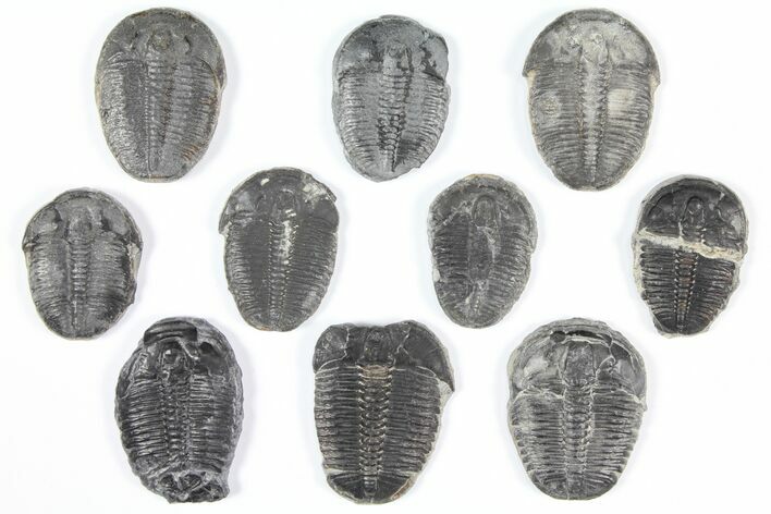 Lot: - Elrathia Trilobites - Pieces #92084